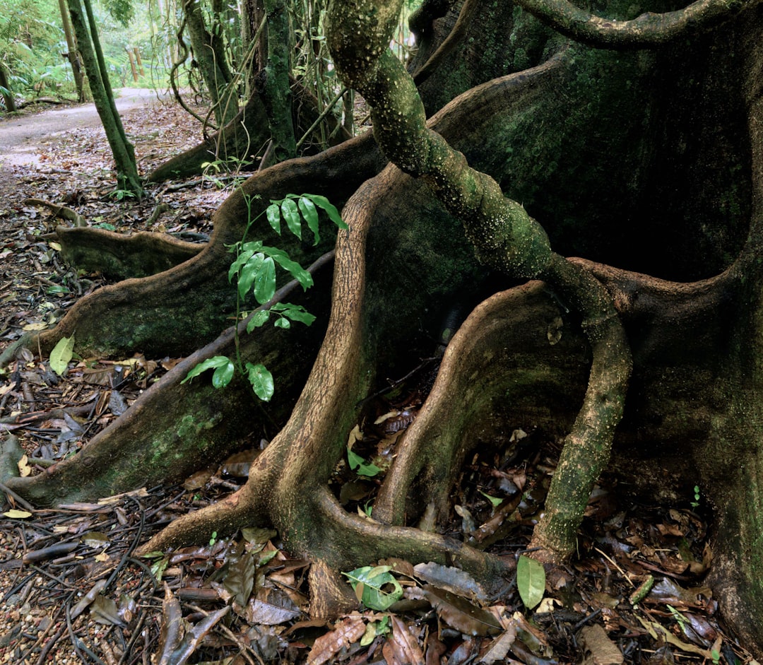 Bunya mountains